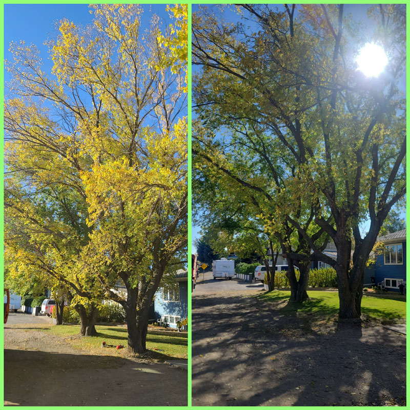 Before and After Pruning