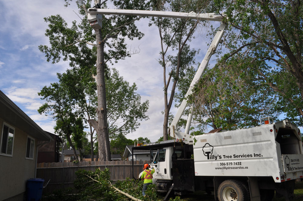 Bucket Truck Tree Removal