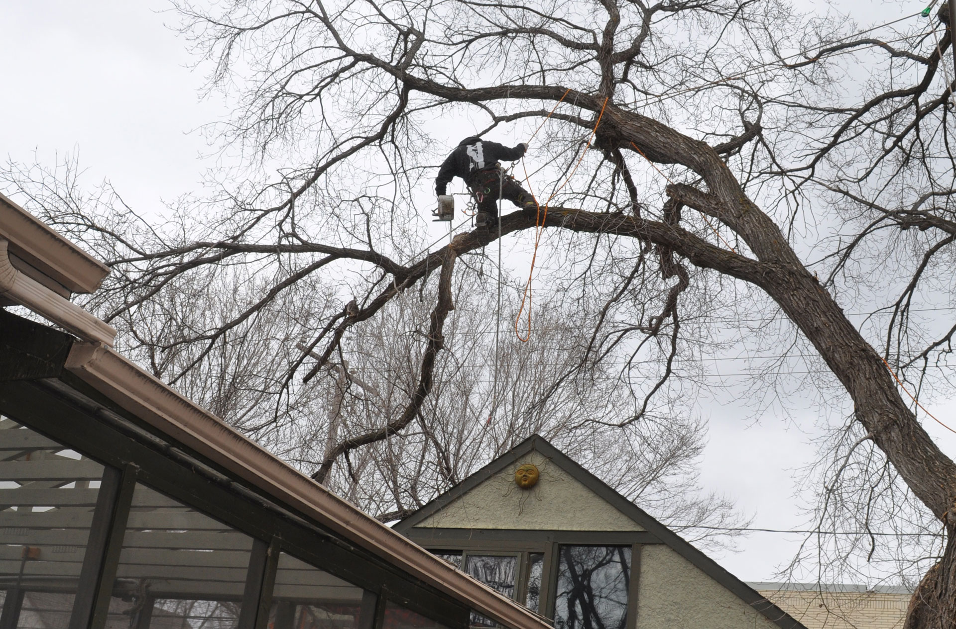 climbing tree to remove limb