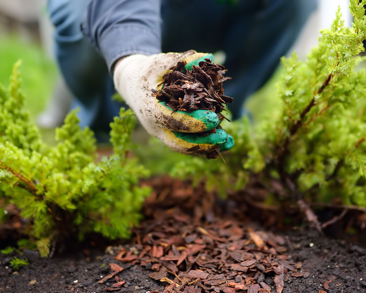 garden mulch