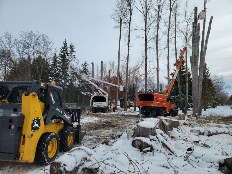 removing tall trees in residential area