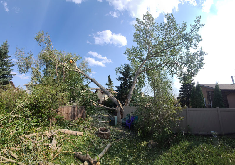 storm damage backyard