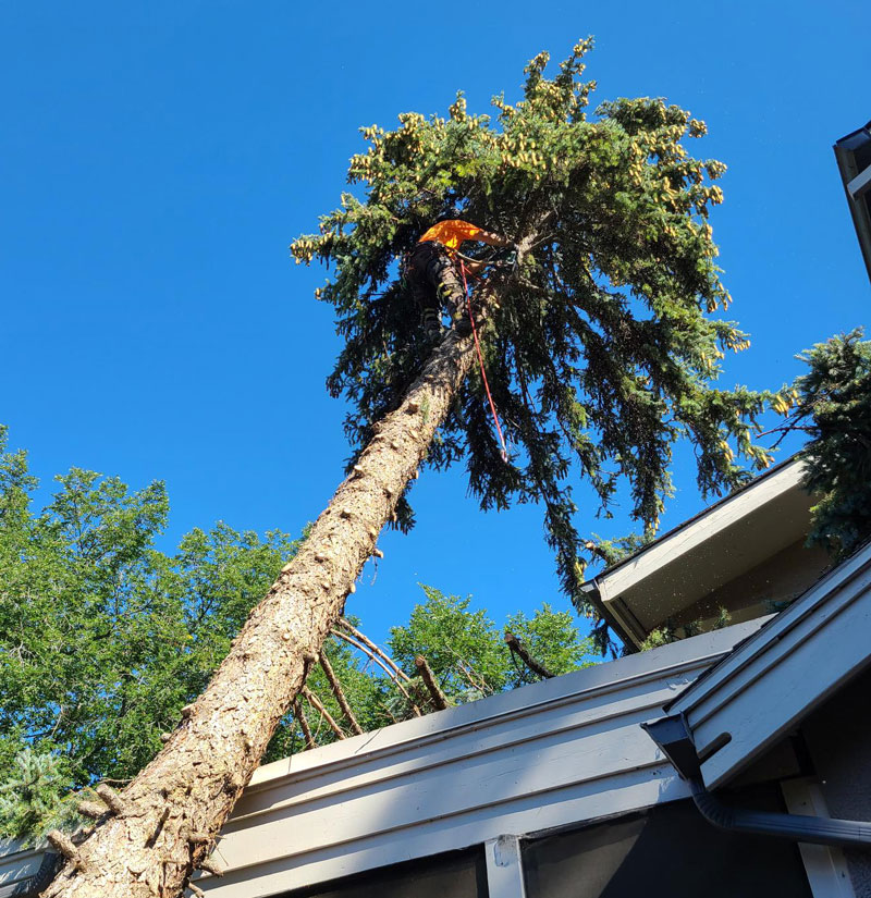 tree too close to house